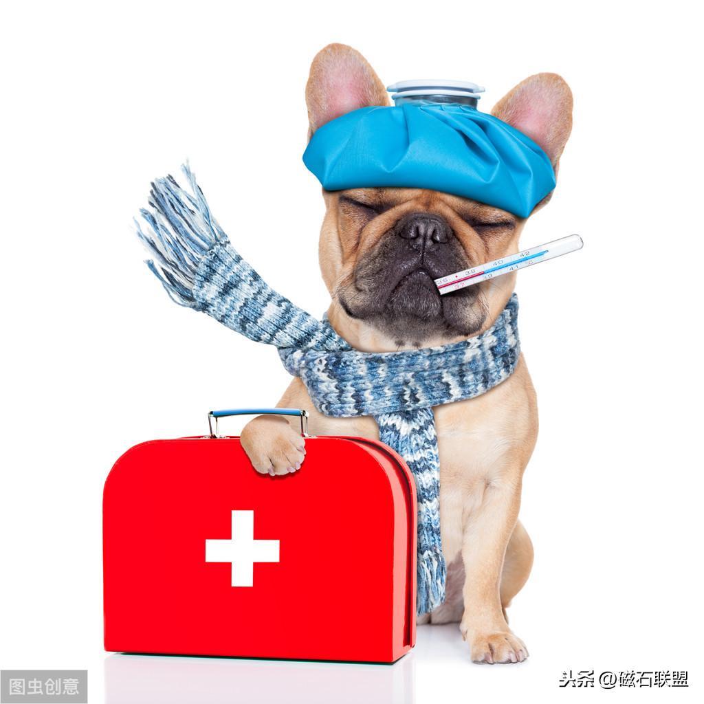 当狗狗误食有毒食物怎么办?有什么急救方法? 当狗狗误食有毒食物怎么办?有什么急救方法?