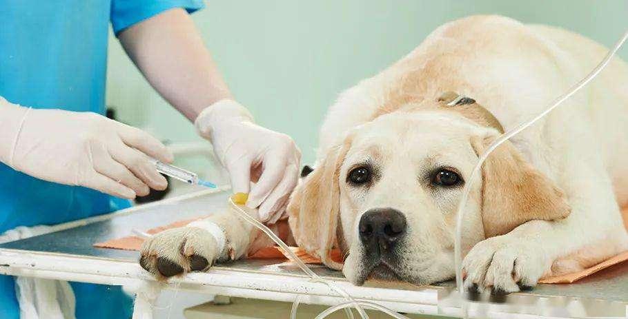 为什么狗狗会患上胰腺炎？狗狗患有胰腺炎，吃哪些食物好？