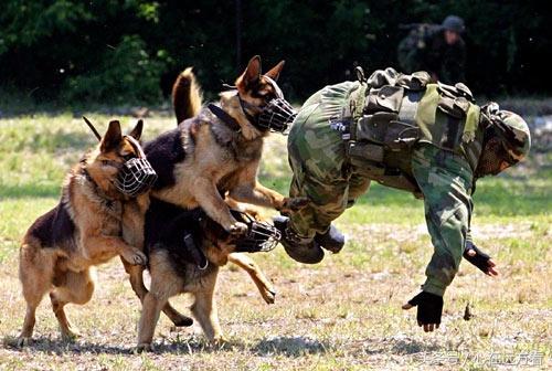 德国牧羊犬训练主要是有哪些技巧？德牧训练指南