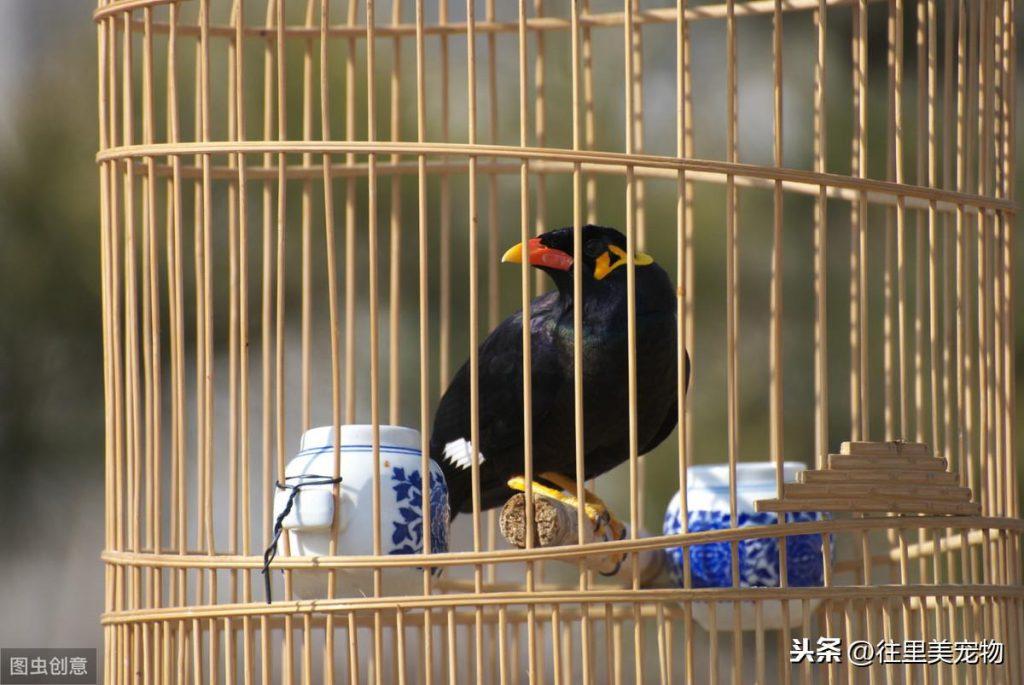 9种常见观赏鸟鸟笼的制作方法介绍（鸟笼制作教程简单）