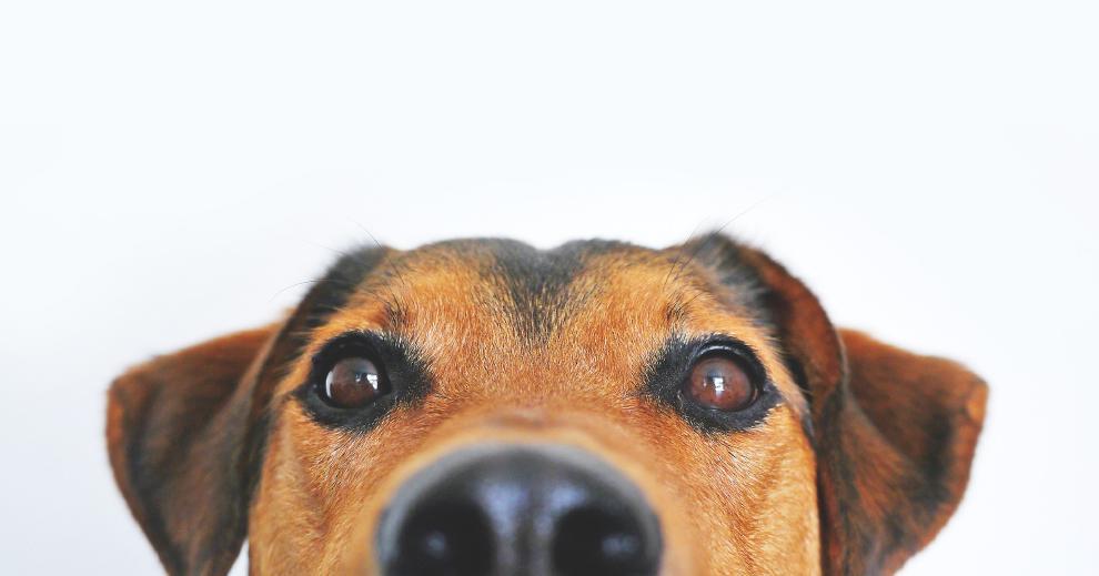 狗狗眼屎过多会造成眼部感染，有4种原因，你有好好帮狗狗清理眼睛吗？
