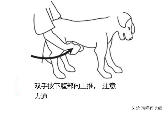 当狗狗误食有毒食物怎么办?有什么急救方法? 当狗狗误食有毒食物怎么办?有什么急救方法?