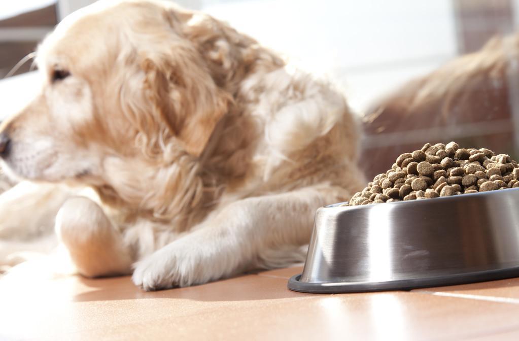 家里有没有备下面这6种能让狗狗保持健康的药品？赶紧备一些吧