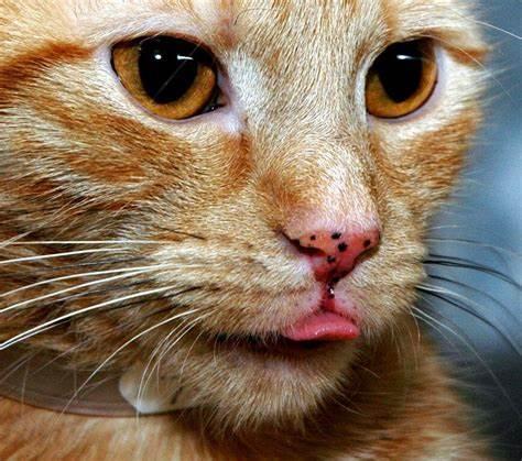 猫咪的鼻子会变色，是什么原因造成的？猫咪主人需要为此担心吗？（猫鼻子变颜色什么情况）