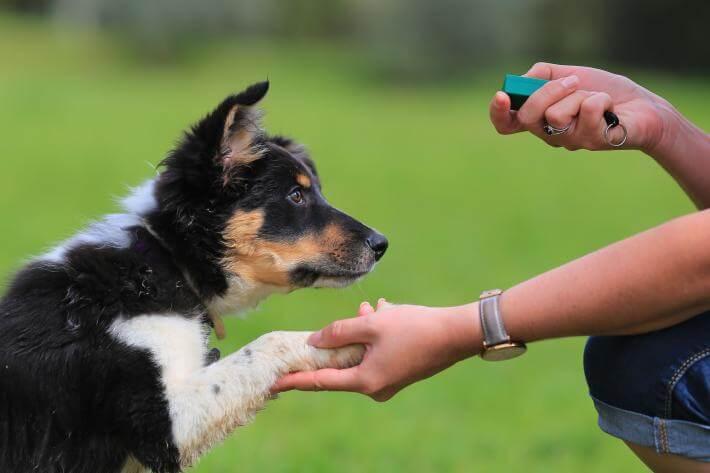 训犬教程:训练狗狗并不难,捕捉正确行为,及时奖励即可 训犬教程:训练狗狗并不难,捕捉正确行为,及时奖励即可