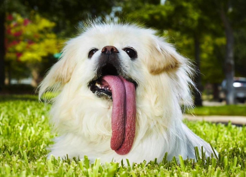 狗狗喜欢吐舌头，或频繁吐舌头是什么意思？除散热外，还有这6个原因