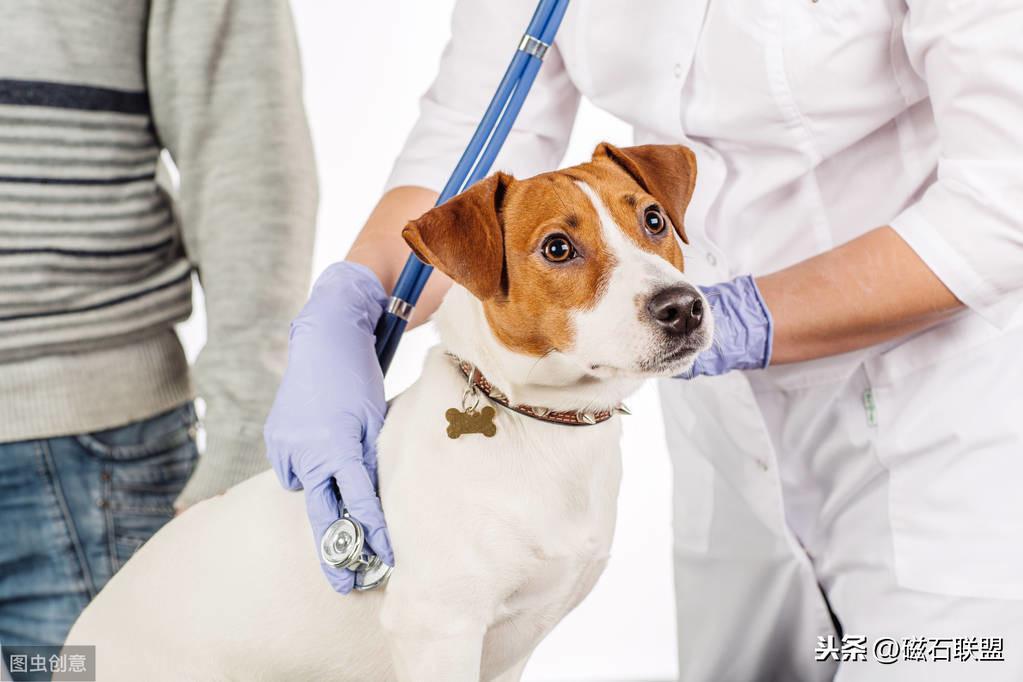 当狗狗误食有毒食物怎么办？有什么急救方法？