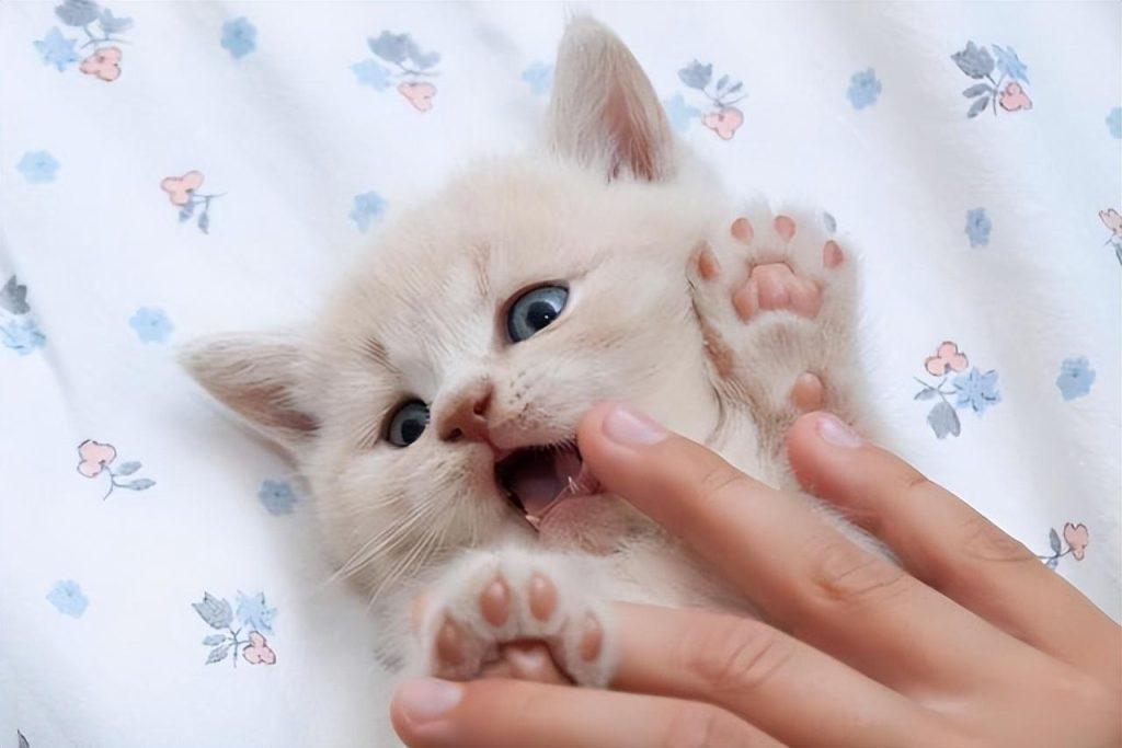 猫咪为什么不让人摸它的爪子?猫咪不让人摸它的爪子的秘密 猫咪为什么不让人摸它的爪子?猫咪不让人摸它的爪子的秘密