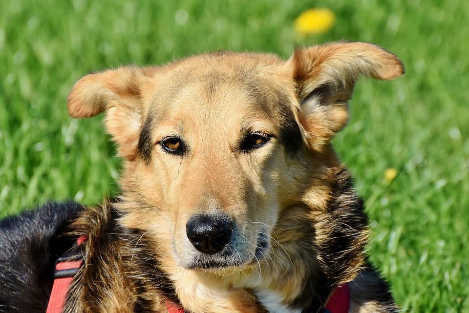 什么是狗狗的胃炎呢？狗狗得胃炎的病因是什么？如何治疗？