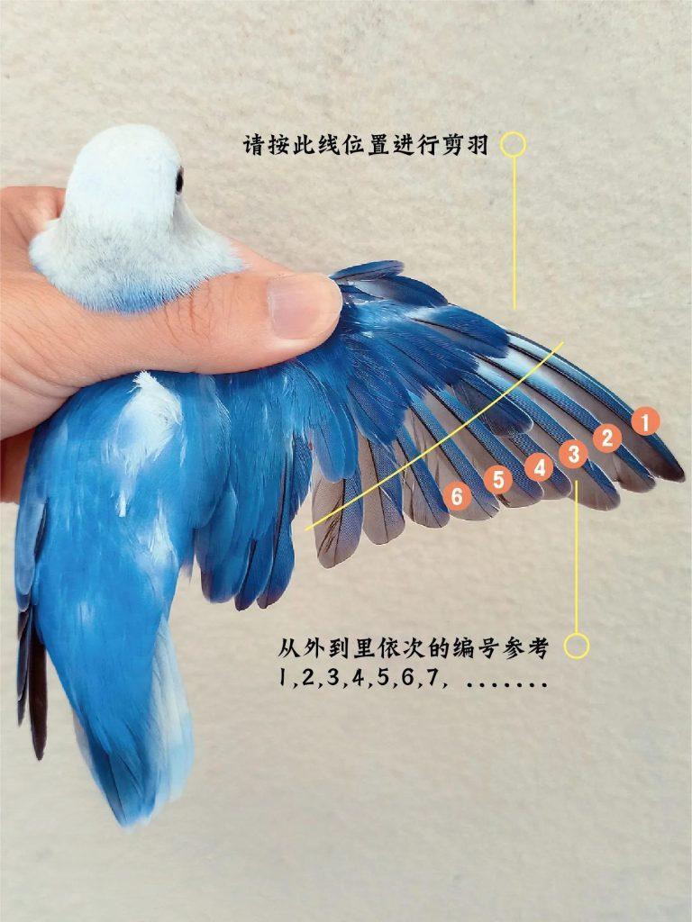 鹦鹉剪羽要注意什么？怎么剪鹦鹉的羽毛？鹦鹉剪羽的注意事项和几种剪法