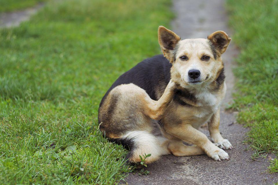 为什么狗狗会发痒？如何选择合适的止痒药？