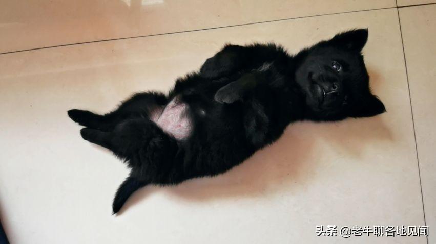中华田园犬和宠物犬相比从小差别就大不同，这五点认同吗？