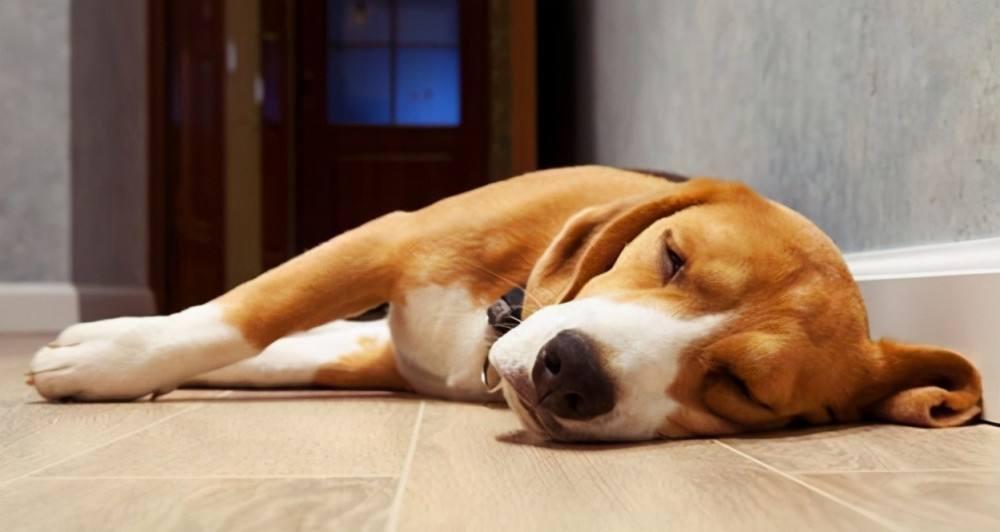 狗狗有胃炎的时候应该怎么处理？狗狗胃炎有什么症状？