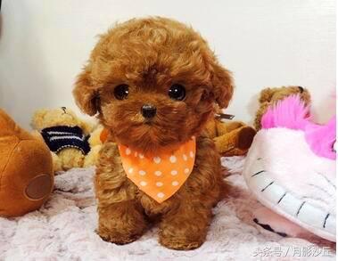 泰迪犬真菌皮肤病治疗方法 | 治疗泰迪皮肤病注意事项