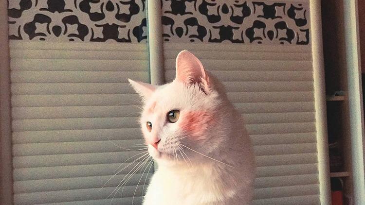 猫咪生病受伤,这10种药品可是救命药家庭必备 猫咪生病受伤,这10种药品可是救命药家庭必备