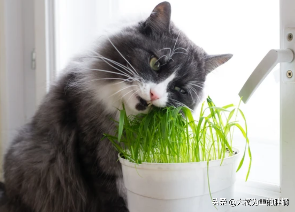 担心猫咪患毛球症？给猫草？猫草有什么效果？有4种效果，还能当零食