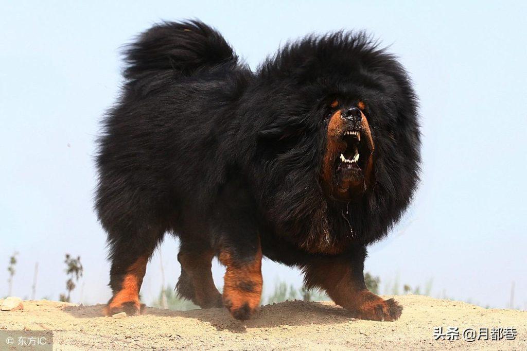 藏獒幼犬要怎么喂养？如何让藏獒幼犬健康成长？