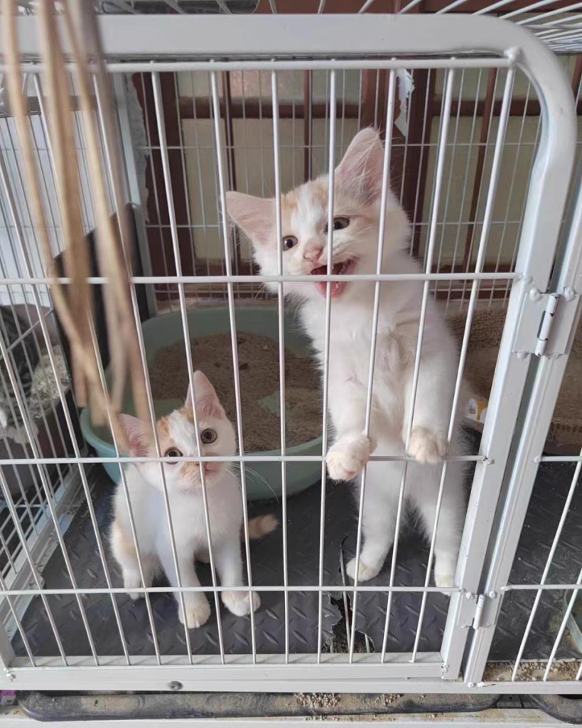 分享猫呕吐的原因及解决办法,轻松应对猫咪呕吐的问题 分享猫呕吐的原因及解决办法,轻松应对猫咪呕吐的问题