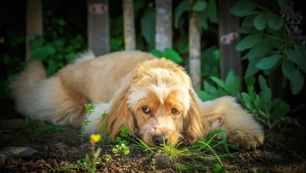 寄生虫是导致狗狗软便、吸收不良的原因，如何辨别狗狗常见的寄生虫病？