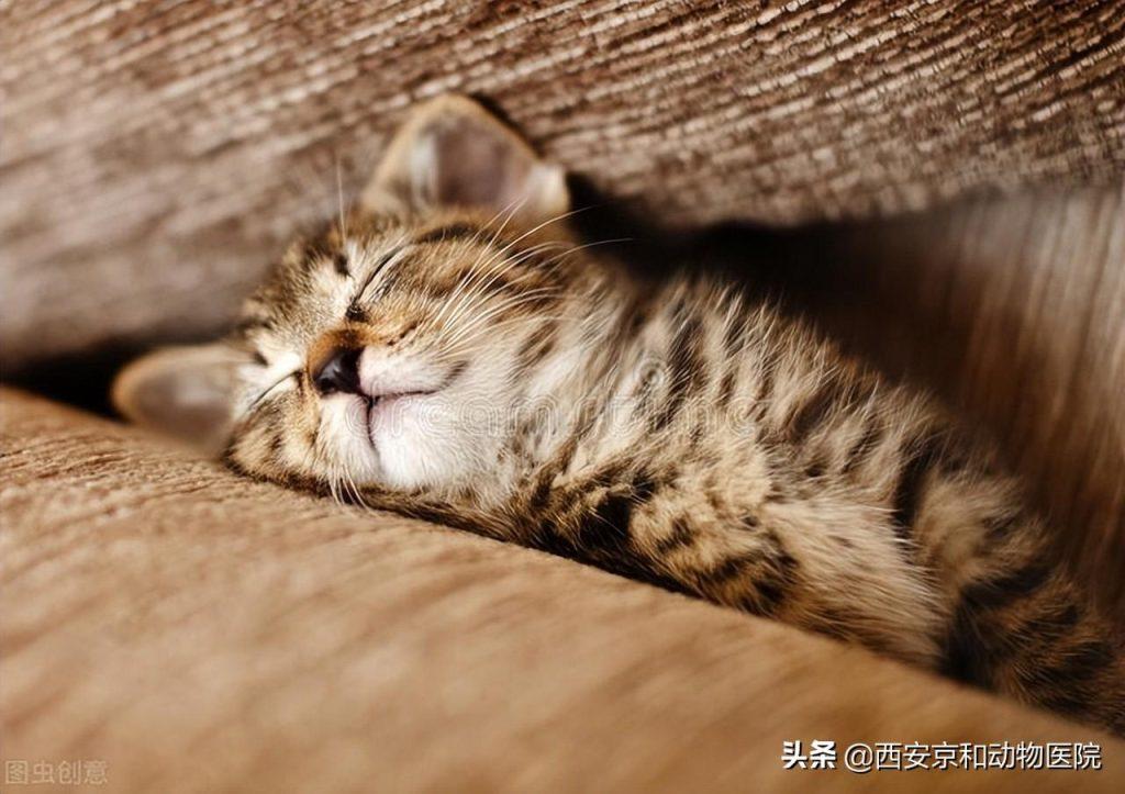 猫咪睡觉的时候为什么会打呼噜？猫咪睡觉打呼噜的三个原因