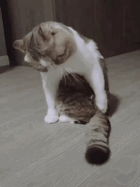 铲屎官和猫都讨厌的猫藓该怎么治疗呢?给猫咪选择营养的食物 铲屎官和猫都讨厌的猫藓该怎么治疗呢?给猫咪选择营养的食物