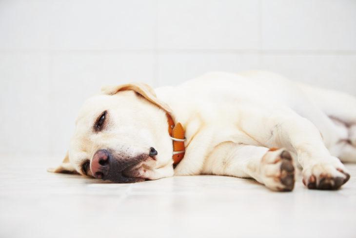 什么是狗狗膀胱感染？会有什么症状？