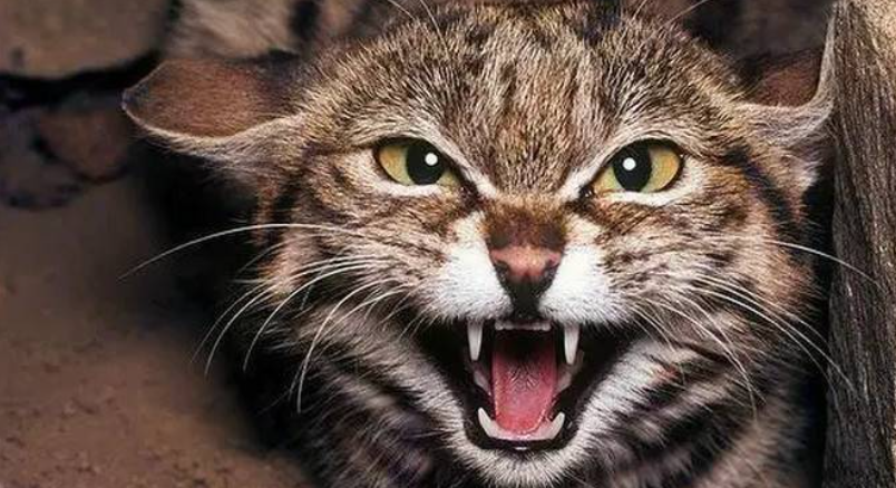 为什么有些猫咪会特别怕人?导致猫咪怕人的5种原因找到了 为什么有些猫咪会特别怕人?导致猫咪怕人的5种原因找到了