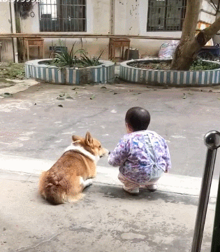 狗狗是最忠诚的动物,但狗狗为何忠诚?这些原因,可能有一半你都不了解 狗狗是最忠诚的动物,但狗狗为何忠诚?这些原因,可能有一半你都不了解