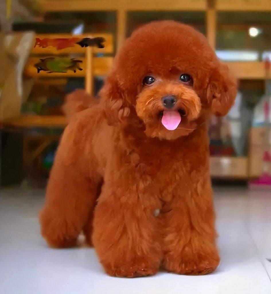 比熊犬:它和泰迪到底是什么关系,你知道它的来历吗? 比熊犬:它和泰迪到底是什么关系,你知道它的来历吗?