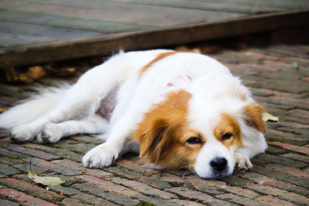 狗狗缺钙的表现有哪些呢？这些是在提醒你狗狗该补钙了