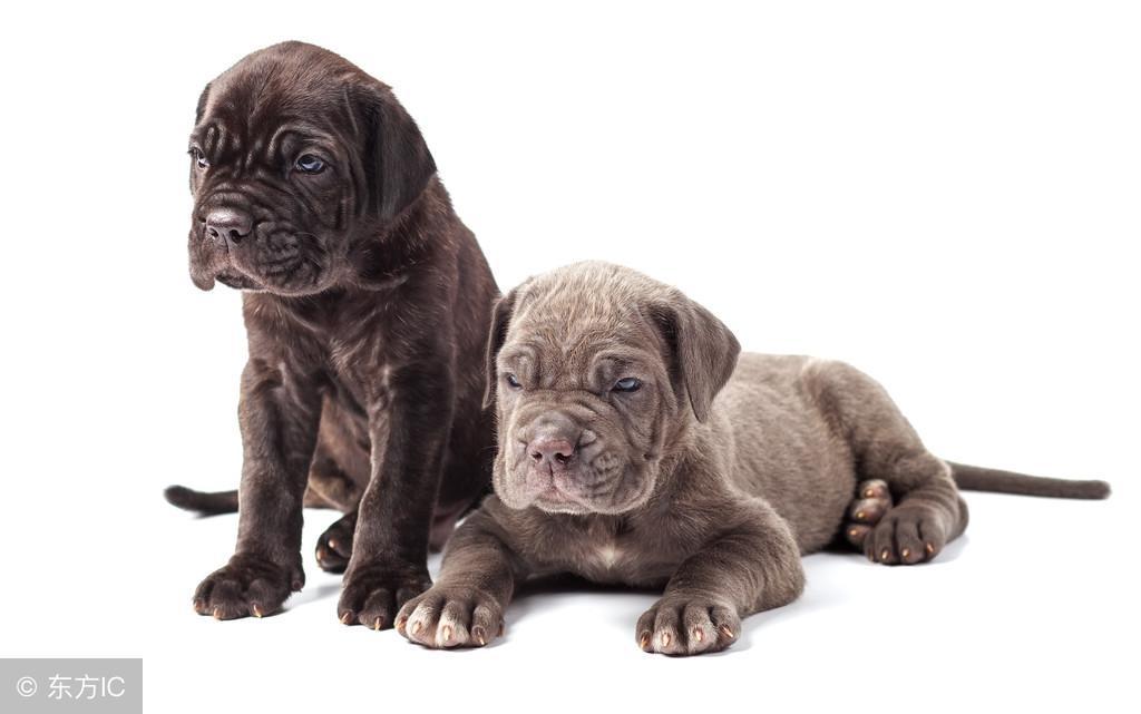 在平常生活中照顾藏獒犬,主人都需要注意哪些事项呢? 在平常生活中照顾藏獒犬,主人都需要注意哪些事项呢?