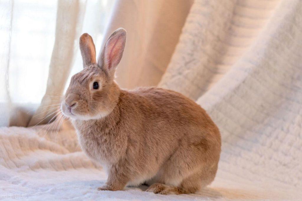 如何判断兔子感冒了呢？怎么帮助兔子恢复健康？