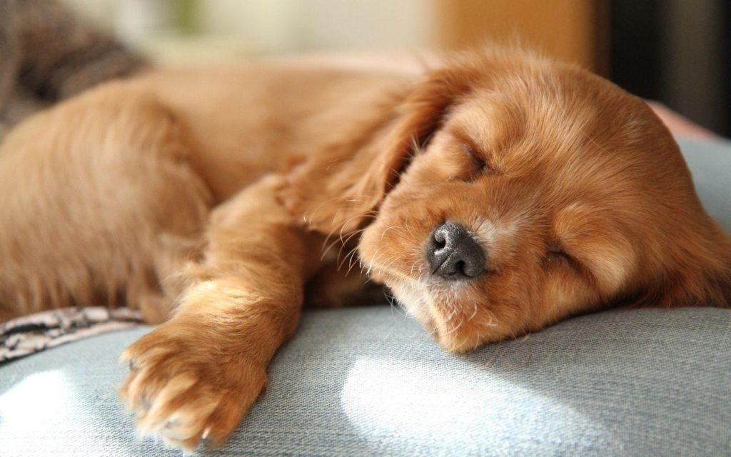 你知道狗狗喜欢上床睡觉的原因吗？它是这样认为的