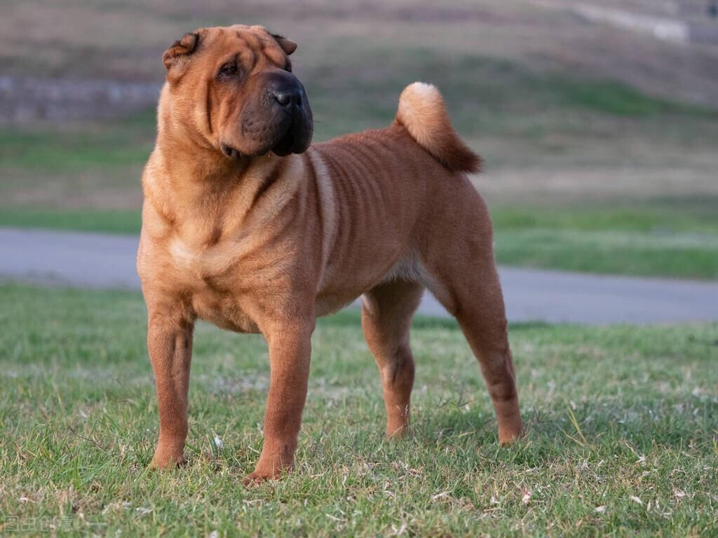 中华田园犬真是土狗吗？还知道哪些中华田园犬？土狗是狗族皇家血统