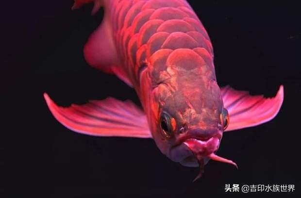 红龙鱼到底要怎么饲养才能出状态?饲养红龙鱼方法 红龙鱼到底要怎么饲养才能出状态?饲养红龙鱼方法