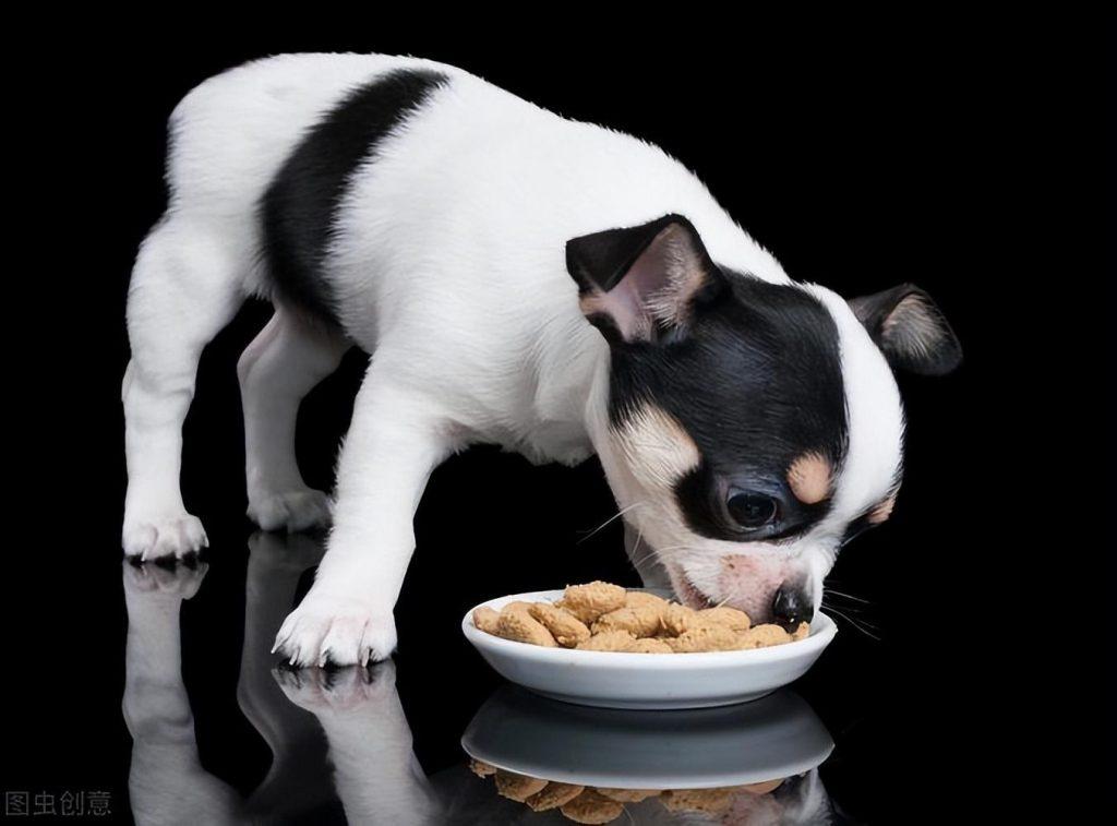 狗狗经常出现肠胃问题是什么原因导致的呢？