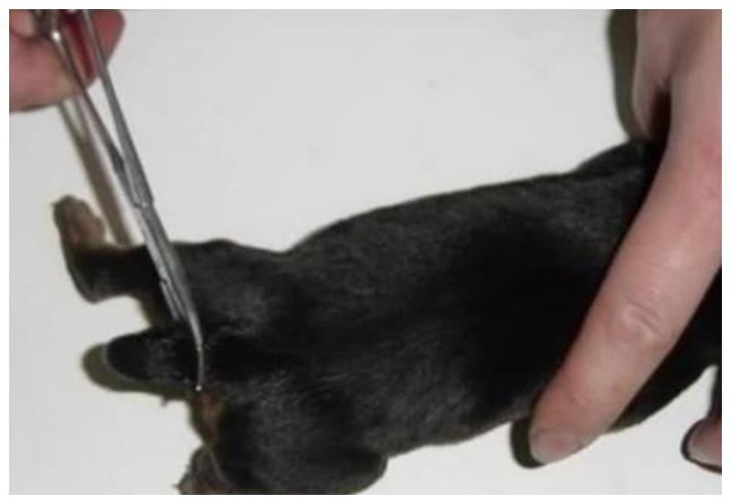 为什么有的狗狗出生就要被剪掉尾巴？恐怖的断尾手术，残忍的源头是无知
