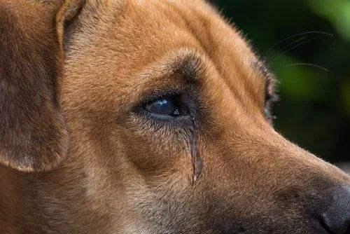 狗狗有时流眼泪是怎么回事？估计是健康出了问题，可别耽误病情