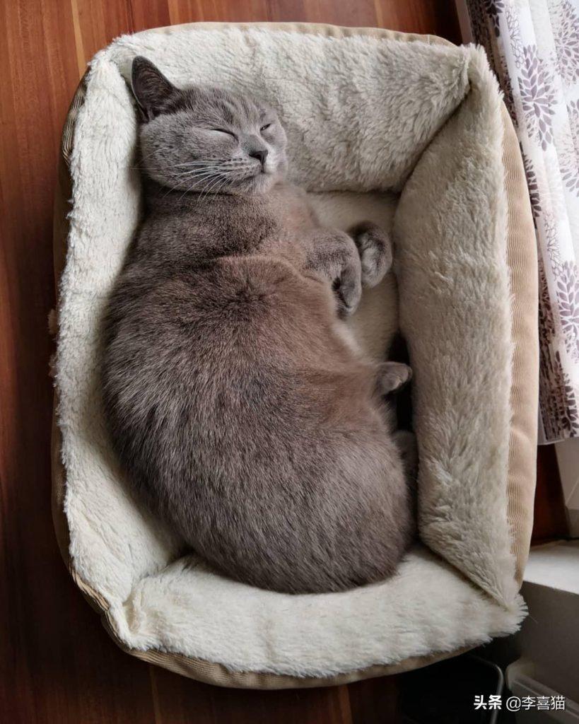 猫咪睡觉打鼾有这四个原因分享,铲屎官不能因为可爱就忽略健康 猫咪睡觉打鼾有这四个原因分享,铲屎官不能因为可爱就忽略健康