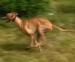 灵缇犬介绍：世界上跑得最快的狗