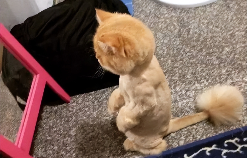 能给猫咪剃毛吗？千万别给猫咪剃毛！搞不好还会害了它