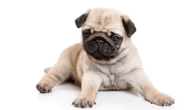 想养一只巴哥犬?怎么看它到底是不是纯种? 想养一只巴哥犬?怎么看它到底是不是纯种?