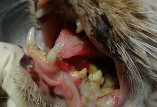 猫有口臭怎么办?5招教你甩掉重口味 猫有口臭怎么办?5招教你甩掉重口味