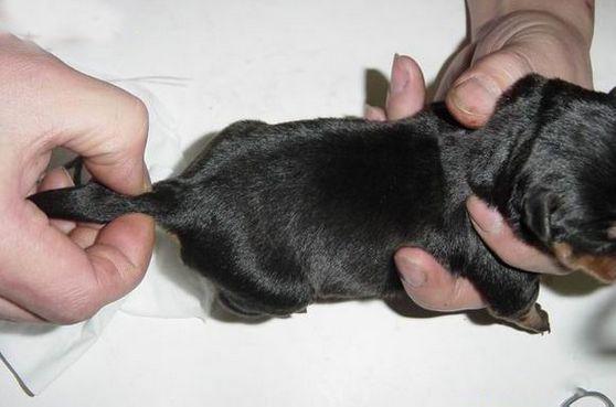 7种方法判断罗威纳犬是不是纯种的方法介绍 7种方法判断罗威纳犬是不是纯种的方法介绍