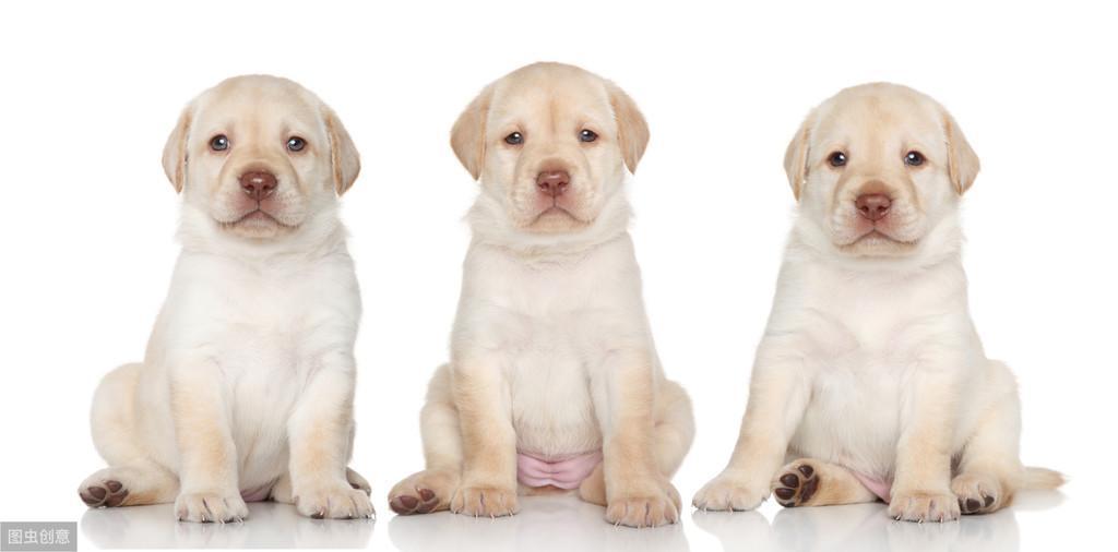 狗狗常见的食管疾病防治，以及肠胃疾病防治