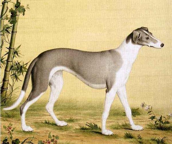 中国神话传说中战斗力最强的狗狗是哪一只？