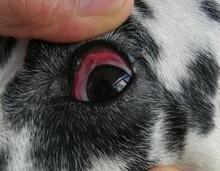 狗狗常见的八种眼科疾病，主人需特别注意否则它们会让狗狗从此失明