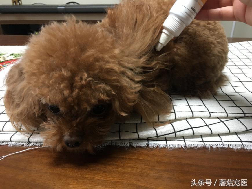 泰迪狗狗洗澡注意这几点,做好这些狗狗将会告别耳螨、皮肤病 泰迪狗狗洗澡注意这几点,做好这些狗狗将会告别耳螨、皮肤病