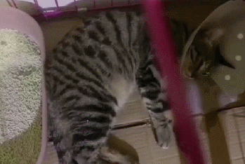 猫咪每分钟呼吸多少次算正常?怎么评判猫咪是否存在呼吸异常? 猫咪每分钟呼吸多少次算正常?怎么评判猫咪是否存在呼吸异常?