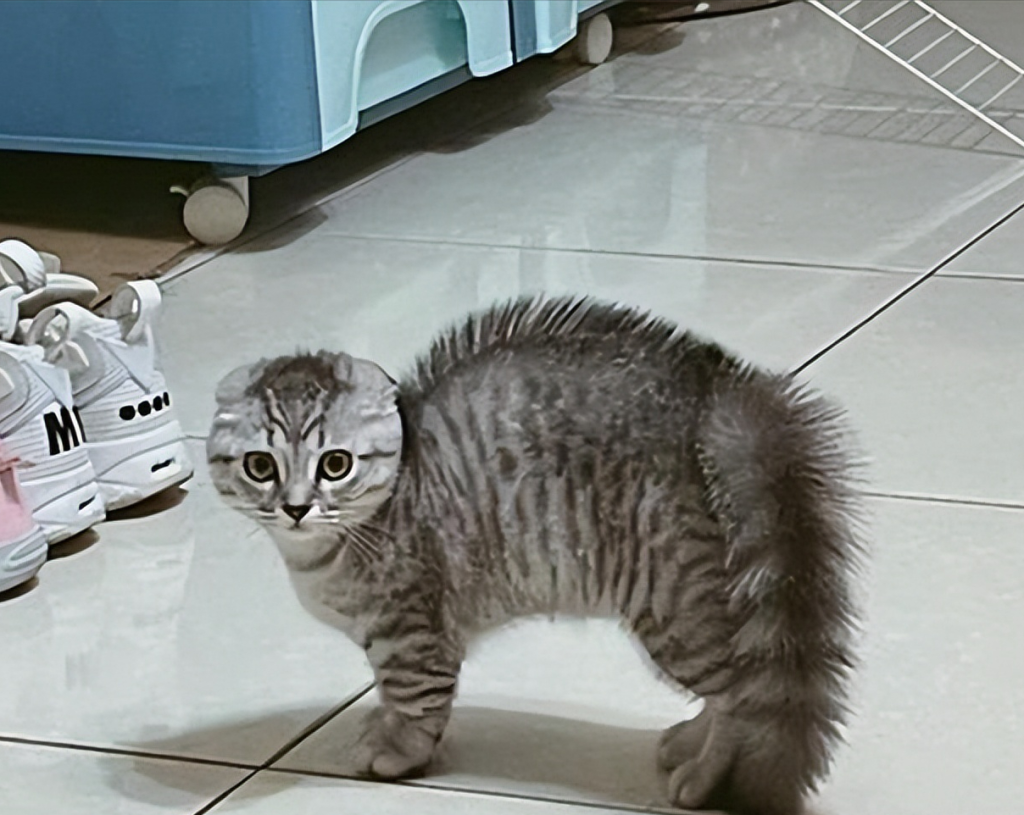 猫咪的叫声你知道是什么意思吗?铲屎官别听不懂 猫咪的叫声你知道是什么意思吗?铲屎官别听不懂